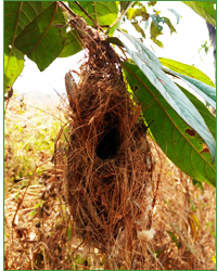bird-nest.jpg