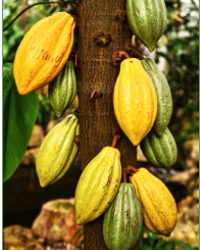 cocoa1.jpg