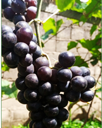 grapes1.jpg