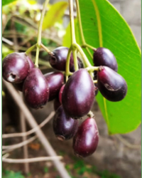 nkuvfruit.jpg
