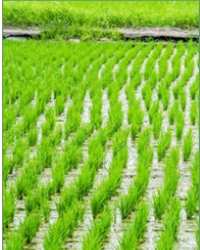 rice1.jpg