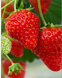 strawberry1.jpg